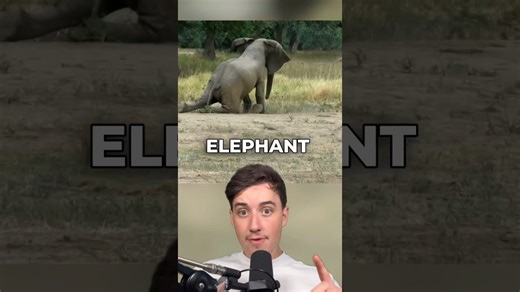 The emotional moment an ailing elephant approached humans for medical aid