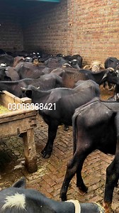 320K views · 6.9K reactions | Brand offers katta fattening & Katti Farming #reel #cow #foryou | Business talks official | Facebook