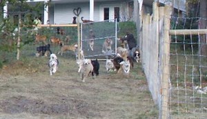 302K views · 5.4K reactions | Via: ViralHog This WILL make you FEEL GOOD! 45 rescue dogs RUN FREE for the first time in their new 4-acre play area. | Jay Towers | Facebook