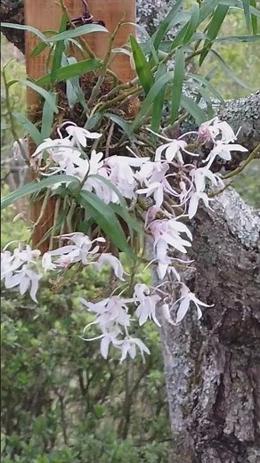 枝垂れ桜も終わりセッコクを楽しむマン🙋🏻#セッコク#自然#桜#蘭 ３歳の頃から庭が好き