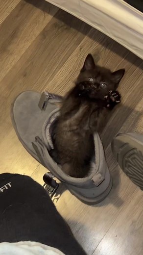 Hilarious Encounter with Preston's Cats