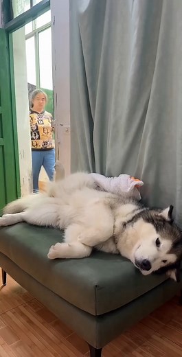 1.8M views · 61K reactions | 最好的爱给最懂事的你❤️ #funnyanimals #funny #reels #dogs #搞笑 #狗 #萌宠 #阿拉斯加 | 梁彬家的汪星人 | Facebook