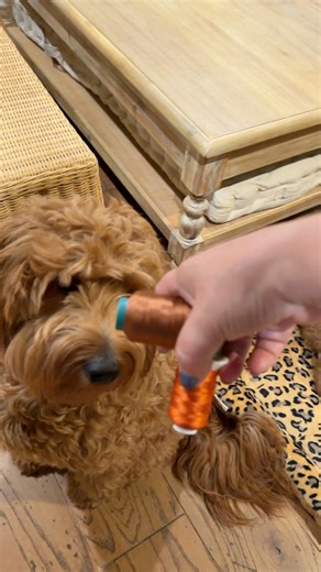 We’re calling this series Morning Embroidery with Molly 🪡 ☕️ Today we’re adding Jack & Josie on to our favorite things bag. #JackAndJosie #Embroidery #MyFavoriteThings Brother Sews Sewing & Vacuum Warehouse HoopMaster - Embroidery Hooping System L.L.Bean | Little Cajun House