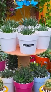 Different types of Haworthia for small spaces🌵😍 #Amazing #reels #haworthia #succulents #garden #beauty #plants #viralreels #reelsviral #reelsinstagram #fypシ #foryoupage #foryou | Decor & Beauty