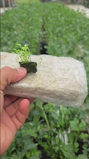 hydroponic planting media