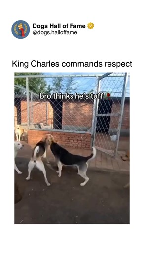 Dogs • Cute Dogs • Dog Videos on Instagram: "King Charles Spaniels displaying surprising authority — where gentle lap dogs reveal unexpected leadership proving small elegant dogs can command respect and establish dominance. One second there's assumptions about delicate royalty-named breeds, the next there's King Charles dogs asserting themselves with confidence that puts larger dogs in their places through attitude alone. The authoritative posture, the no-nonsense corrections, the royal energy —