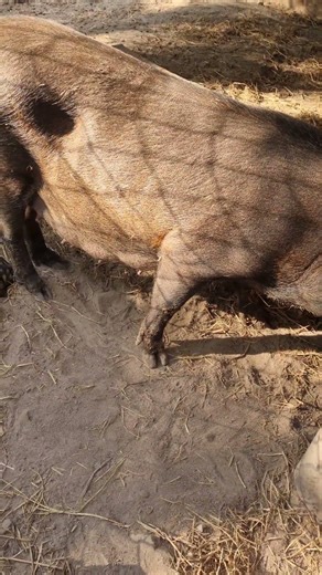 Catching a 52kg Wild Boar || Postscript #shots