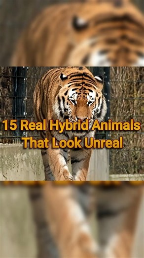 15 Real Hybrid Animals That Look Unreal