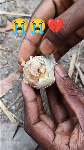 Dead Chick day 21 😭😭💔