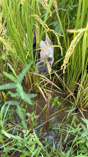I definitely enjoy resting at rice fields 🤪 #불독 #개 #강아지 #똥 #frenchbulldog #bulldog #dog #프렌치불독