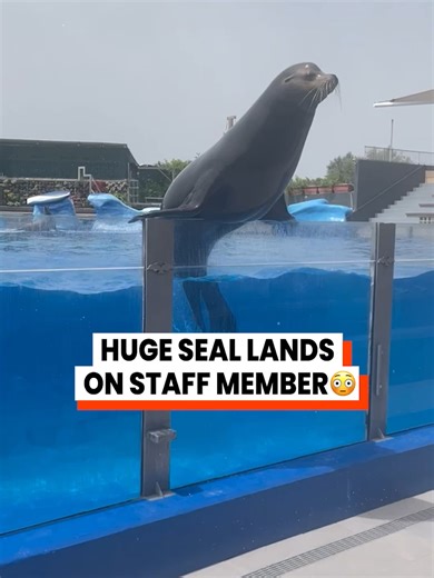 Seal Just Wanted a Cuddle: A Fun Interaction