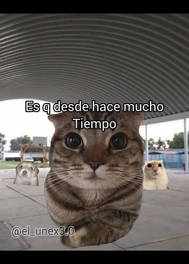 Pepito y su declaración de amor fallida