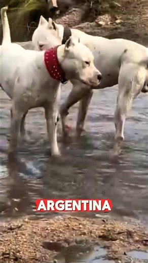 🚨LA COCHA Dogo vs. The World: Why Are They the Best?