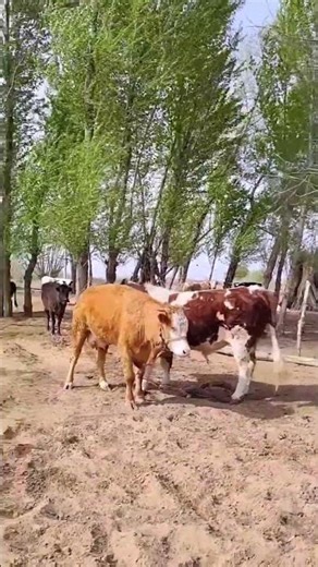 Friendship of two cows, double the strength 💪