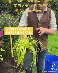 Carex “Everillo”is an evergreen ornamental Grass that is colourful all year . Winter hardy and lasts. Planting time is from now, available in webshop https://pergolanurseries.ecwid.com ALL IRELAND DELIVERY 🚚 32 Counties Pergola Nurseries Garden Corner, Virginia,Co Cavan A gardeners oasis of quality plants Open Tuesday to Saturday 10.30-6 Open Sundays 2-6 | Pergola Nurseries Garden Corner