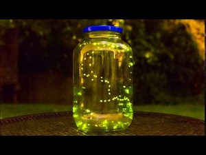 Fireflies (Lightning Bug) Time lapse.