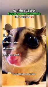 Ranking The Cutest Sugar Glider Moments Ever!