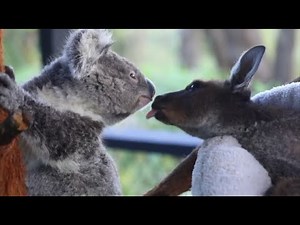 Unusual friendship between koala and kangaroo