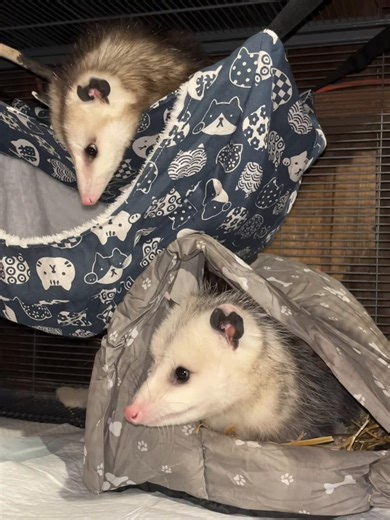 Wildlife Rehabilitation: Caring for Opossums