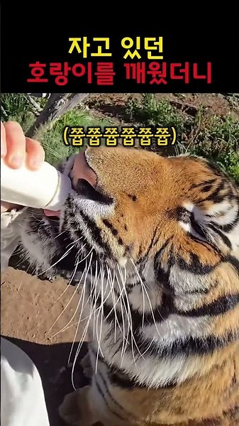 I Woke Up the Sleeping Tiger