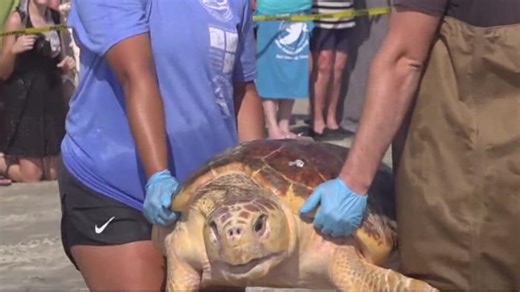 Cold-Stunned turtles, fragile nests and a fight to keep it all alive