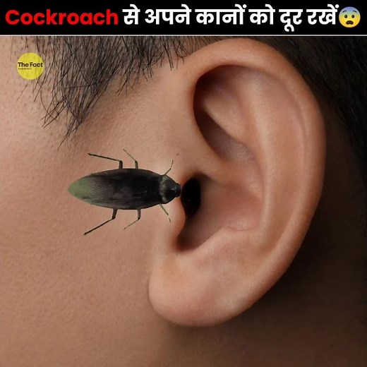 Cockroaches🪳 Can Stuck In Your Ear