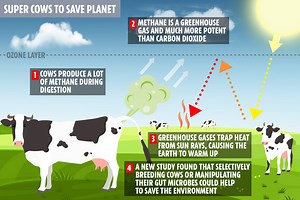 Breeding 'super-cows that fart less' is latest plot to stop climate apocalypse