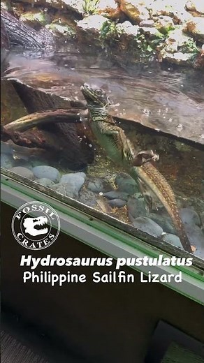 Gorgeous Philippine Sailfin Lizard Shows Off Impressive Swimming Skills