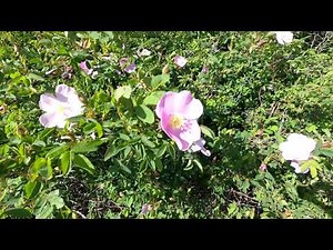 4K Exploring Camano Island State Park, Washington