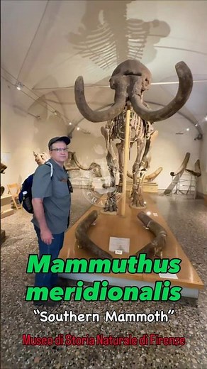 13-Foot Southern Mammoth in Florence 🐘🦴 #Mammoth #Fossils #Paleontology