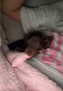 Adorable Mini Dachshund Puppy Moments