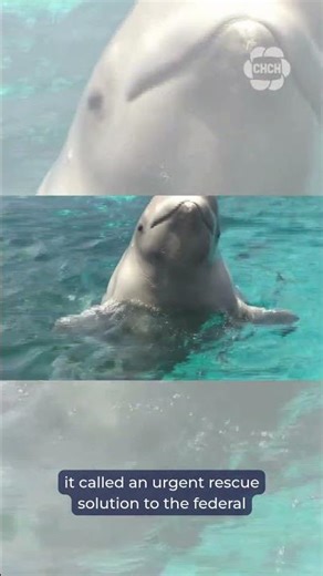 Ottawa gives conditional approval for Marineland to export remaining belugas to U.S.