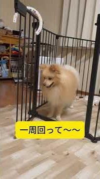 【ポメラニアン】こめの二足歩行 #ポメラニアン #shorts #保護犬 #二足歩行