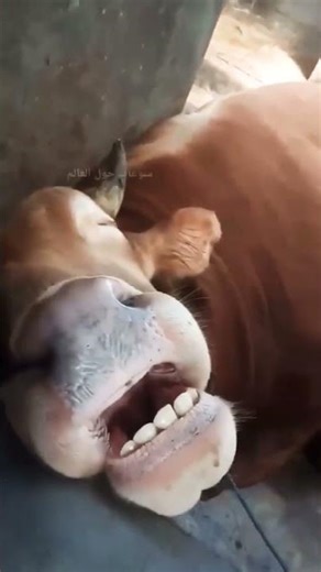 Cow Falls Asleep and Snores Loudly, Too Funny!