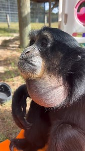 Sounds of siamangs… #siamang #primate #ape #gibbon #animals #sanctuary #cuteanimals | Animal Preservation & Education Sanctuary - A.P.E.S
