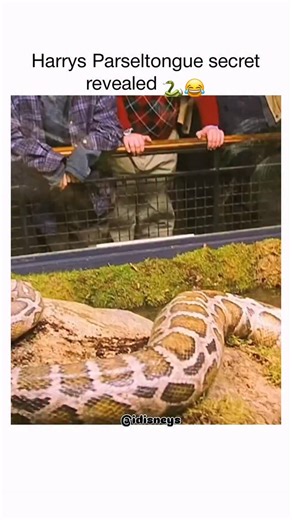 disney | movies | memes on Instagram: "That's such a classic scene! It’s from Harry Potter and the Sorcerer’s Stone, the very first movie in the series. It’s the first time we see Harry unknowingly using Parseltongue, the language of snakes. In this scene, Harry is at the London Zoo with the Dursleys for Dudley's birthday. After Dudley gets bored with the giant Burmese python, Harry starts "talking" to it. The "secret" revealed in the video is a humorous edit where the snake actually speaks Engl