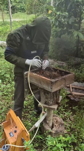 Vulture bees feed on rotting meat instead of nectar and their honey is called meat honey.