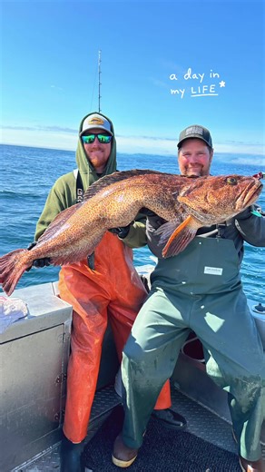 One of my favorite things to do in the season is ling chasing. My mind is already in 2026, let’s go fishing!#lingcod #lingcodfishing #alaskafishing #rockfishing #fishingalaska