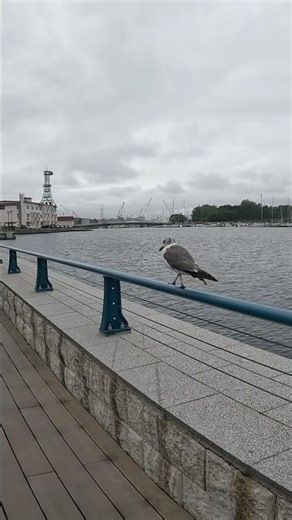Seagull not afraid to humans #seagull #shortvideo #shorts