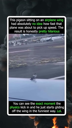 Aerodynamics 101: Why Pigeons Can’t Handle Takeoff Speeds