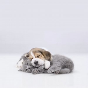 1.3K views · 16 reactions | The only sound you’ll hear is the one you want to! ASUS AI Noise Cancelling makes every call crystal clear. (ai sense, noise cancellation, clear sound, vivobook s15, clarity) #ASUSIndia #AIPC | ASUS | Facebook