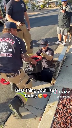 Firemen Rescue Ducklings Adorably | Wholesome Moment