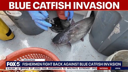 Fishermen fight back against blue catfish invasion