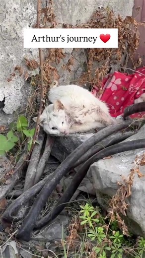 Arthur's Journey: From Streets to Loving Home