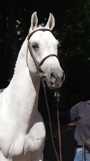 spring-reiter.de on Instagram: "⭐ XLVI. P.S.I. Auction - December 12 to 13, 2025 ⭐ Neron is a licensed 7-year-old stallion by Cornet Obolensky that combines intelligence and immense talent at the jump. Quick, agile, and perfectly balanced - a top athlete for every rider 🌟 For trials and more information about the auction horses, please get in touch with our sales team: Andreas Kreuzer ‪+49 171 3109341 Christian Volke ‪+49 170 8971609 Gabor Györfi ‪+49 162 2159504 Bernhard Thoben ‪+49 160 932557