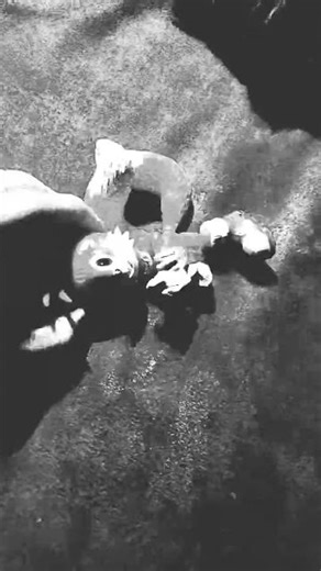 the spring lock suit incident 1992 #horror #fnaf