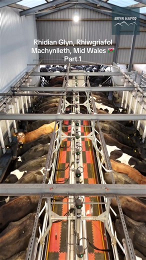 Exploring Dairy Farming Practices in Mid Wales