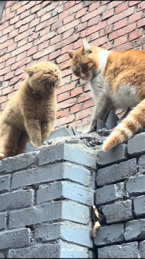This Cat Fight Got Out of Control💥😱😺