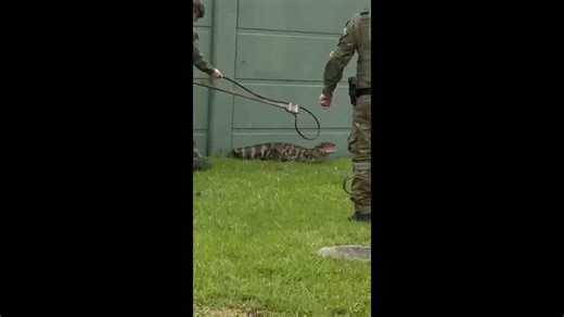 Military police rescue alligator strolling through residential condominium in Brazil