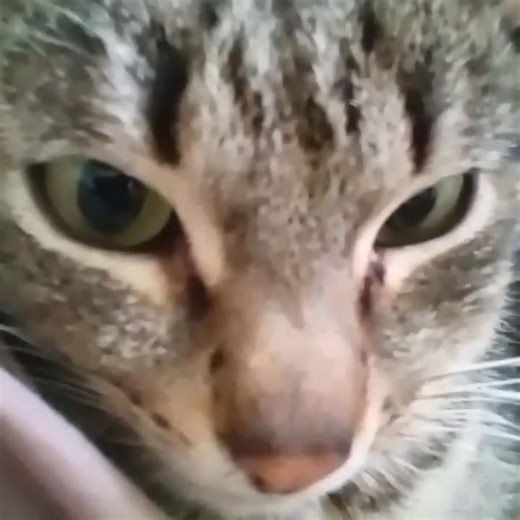 Кот #животные #коты